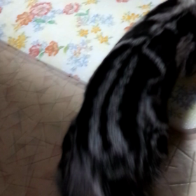ねこ好きの画像