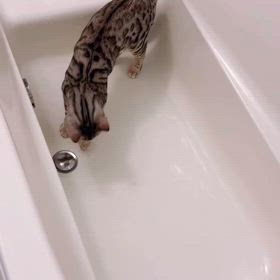 水遊びの画像