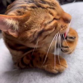 2024/09/27の画像