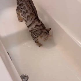 大好きな水遊びの画像