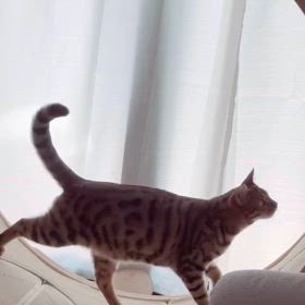 キャットホイールデビュー✨の画像
