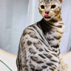 雑誌ごっこの画像