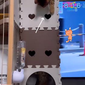 にゃんこの遊びの画像
