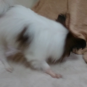 ほりほりトゥース！☆五郎丸の画像