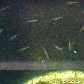 リクエストにお応え……の画像