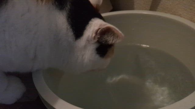 バケツの水は美味しいの？の記事動画