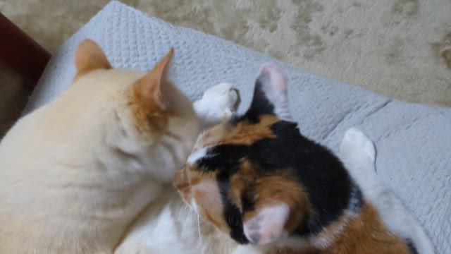らんマコ動画の記事動画