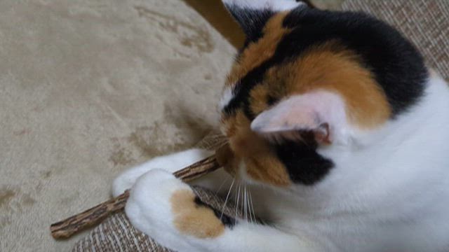 マタタビをどうぞの記事動画