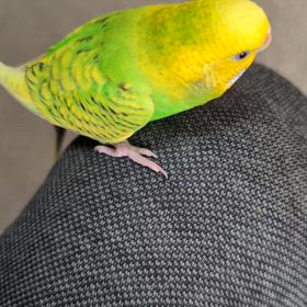 ピコちゃん、噛りかじり動画の画像