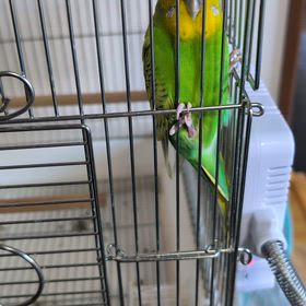 愛鳥セキセイインコの「ピコ」です。の画像