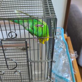 ピコの動画の画像