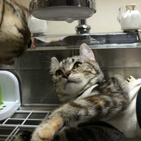 テンちゃんの事情の画像
