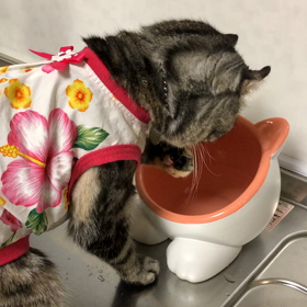 お水を飲む よの画像