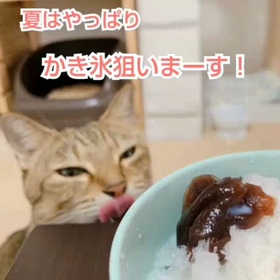 にゃつ祭りD表彰式のサムネイル画像