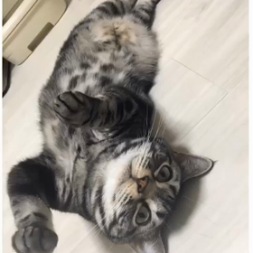 にゃんこん愛B表彰式のサムネイル画像