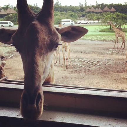 キリンの餌付けとオラウータンとチュウ❤️の記事動画