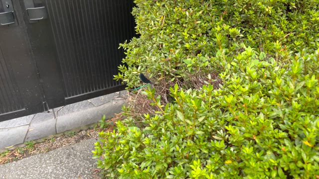 ハクロトンボと気になる庭の草引きの記事動画