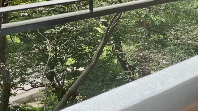 キャパシティの記事動画