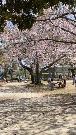 桜の思い出の記事動画
