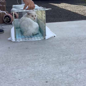 リリースの画像