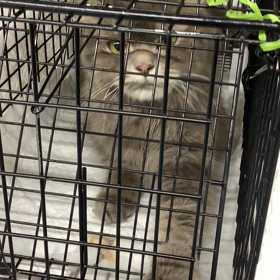 母猫捕まらずの画像