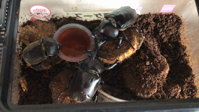 カブトムシのショートスティの記事動画