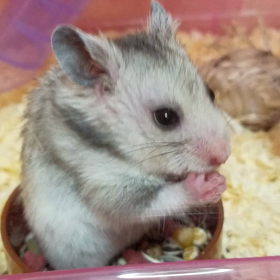 ハムちゃんの画像