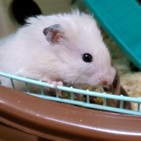 はむちゃんの画像