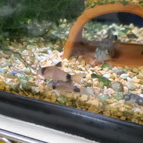 コリドラスの画像