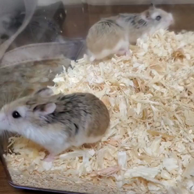 新しい家族☺️の画像