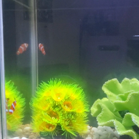 カクレクマノミの画像