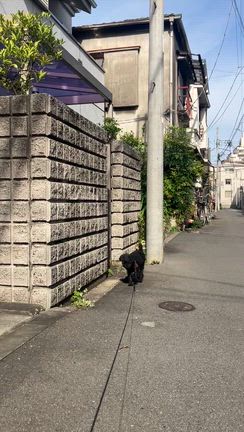 『ワンコを抱っこ出来た嬉しい〜〜』・・・全ての生命が尊重される地球にシフトするの記事動画