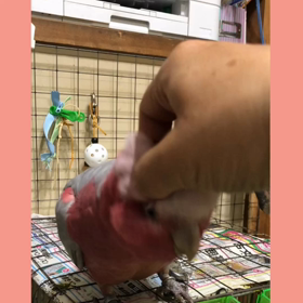 ○○が大好き♪(๑ᴖ◡ᴖ๑)♪の画像