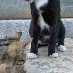 トルコ語覚えました。の画像