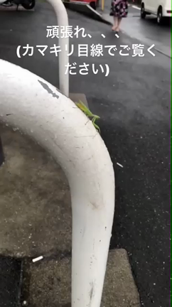 都会のカマキリとヘルプマークの記事動画