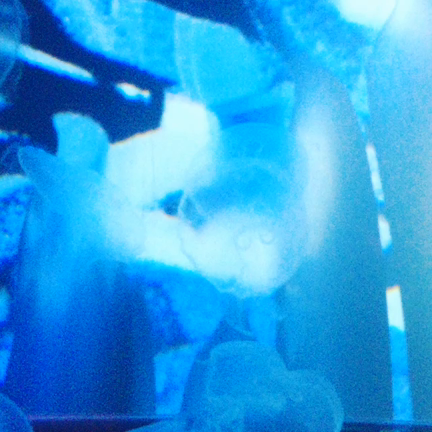 すみだ水族館 x 蜷川実花 クラゲ万華鏡トンネルの記事動画