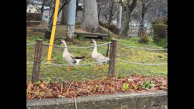 グーちゃんスーちゃん大冒険！の記事動画