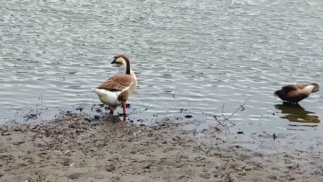 悲しいご報告の記事動画