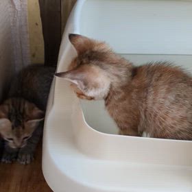 痩せてる母猫のサムネイル画像