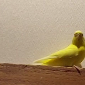 マイケル降臨(笑)の画像