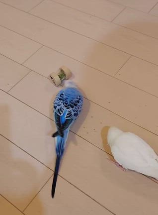 男鹿水族館GAOのモモ太くんの記事動画