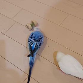 男鹿水族館GAOのモモ太くんの画像