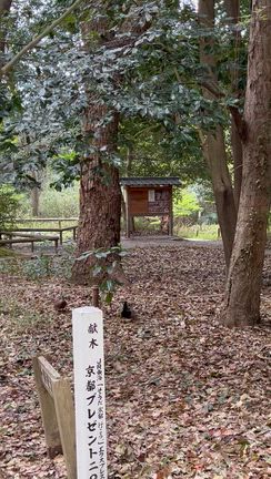 京都桜20✨下鴨神社〜糺の森の記事動画