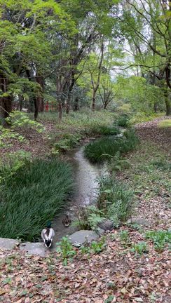 京都桜20✨下鴨神社〜糺の森の記事動画