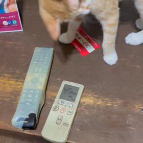 初づくしの画像
