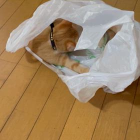 稲荷　仲間入りの画像