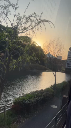 東京さくら回廊の記事動画