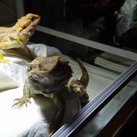 デュビアの画像