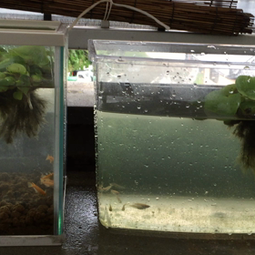 水換え&引っ越し終了の画像