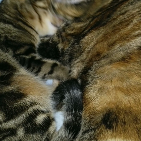 こんな動画が撮れたの画像